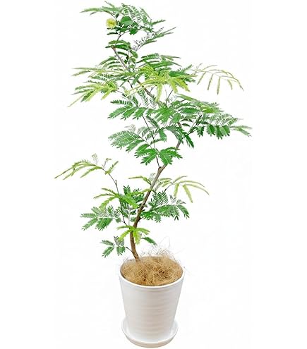 Amazon｜エバーフレッシュ 曲がり樹形 8号｜観葉植物 オンライン通販